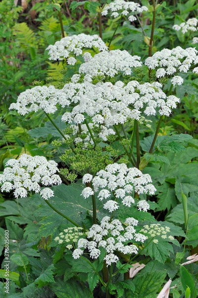 Fototapeta オオハナウド（北海道・鹿追町）