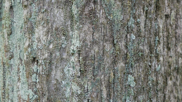Fototapeta 木の幹の表面