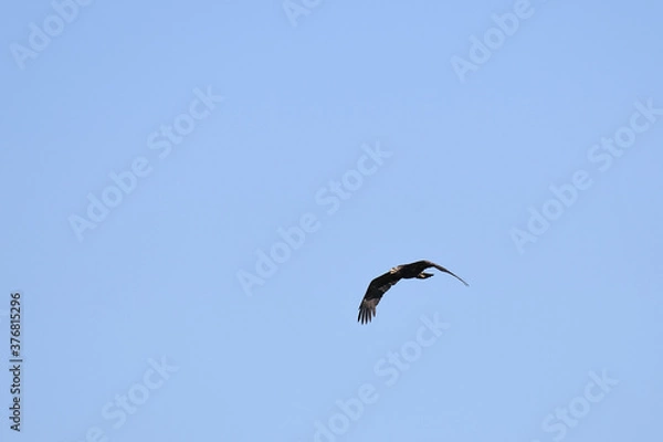 Obraz Bald Eagle soaring under a blue sky