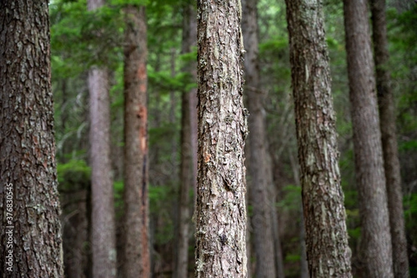 Fototapeta tree trunk in the forest