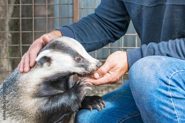 Fototapeta A man feeds a badger from the palm of his hand at the zoo.
