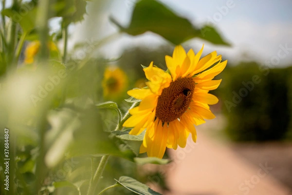 Obraz flor girasol yellow flower background