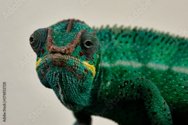 Obraz Pantherchamäelon