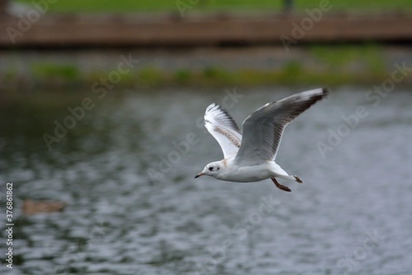 Fototapeta Seagulls in search of food.