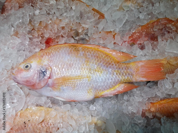 Fototapeta Fresh Red Tilapia on an ice bucket To prepare and cook
