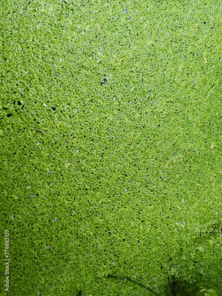 Fototapeta the background texture of green duckweed on the water
