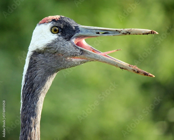 Fototapeta Red-crowned crane