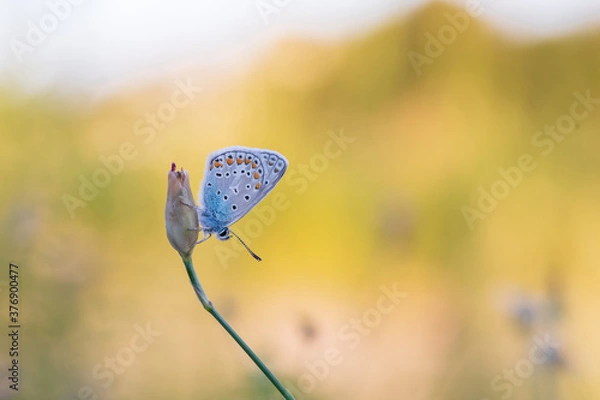 Obraz Idas-Bläuling