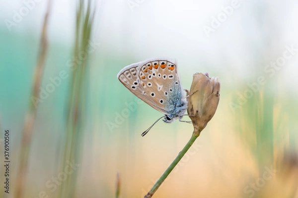 Obraz Idas_Bläuling