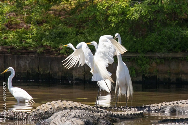 Fototapeta A Great Egret launches in flight after perching on alligators in Florida, USA