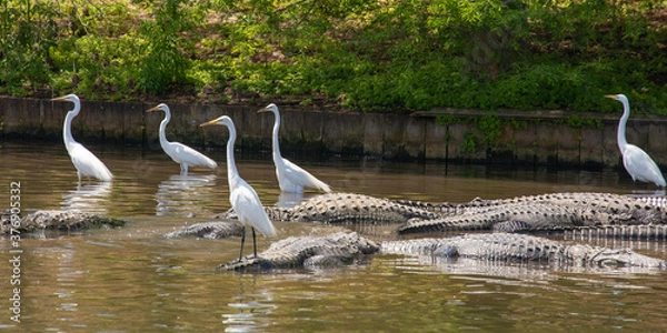 Fototapeta Reflected in shallow water, Great Egrets stand on and among alligators in Florida, USA