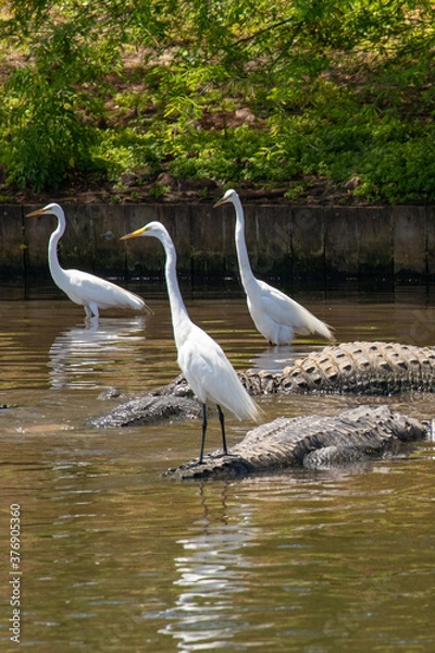 Fototapeta Reflected in shallow water, Great Egrets stand on and among alligators in Florida, USA