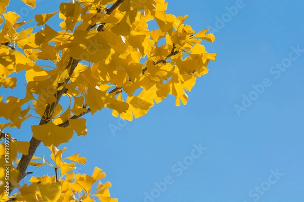 Fototapeta 黄色く色づいたイチョウの木と青空
