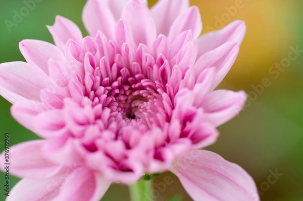 Obraz Beautiful pink chrysanthemum blur With a blurred pattern background