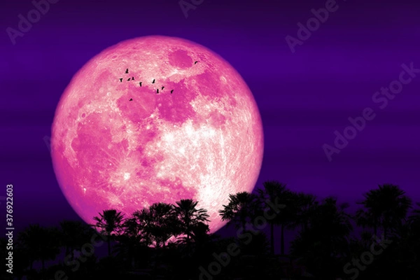 Obraz Super Corn pink moon and silhouette forest tree and birds flying in the night sky