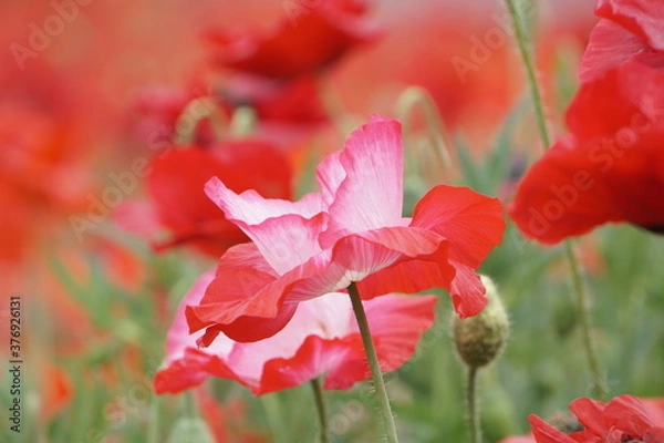 Obraz 赤いポピー
