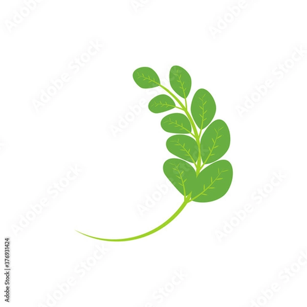 Fototapeta Moringa leaf Logo Template vector
