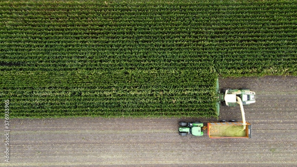 Obraz Harvesting a maize field