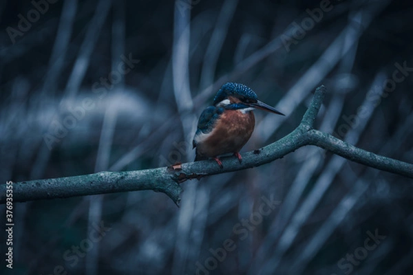 Obraz A Kingfisher perching over a river.
