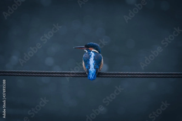 Obraz A Kingfisher perching over a river.