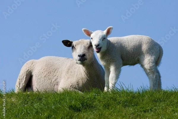 Obraz Sheep with lamb