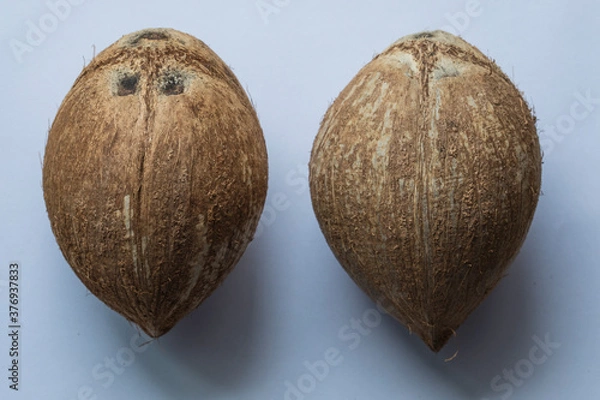 Obraz Coconut