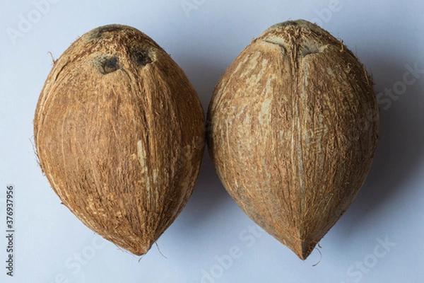 Obraz Coconut