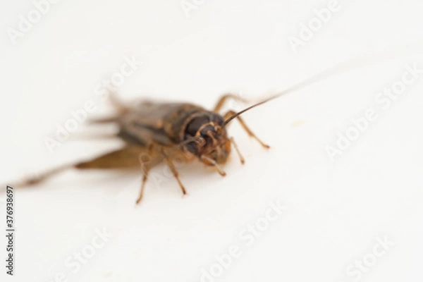 Fototapeta Cricket Insect