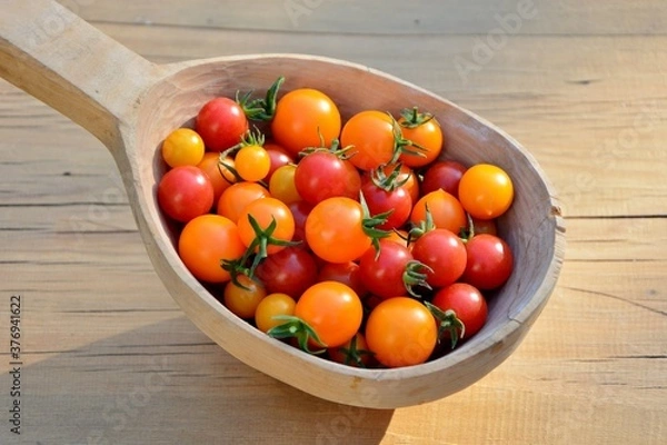 Obraz Small red and yellow cherry tomatoes in a large wooden spoon close up