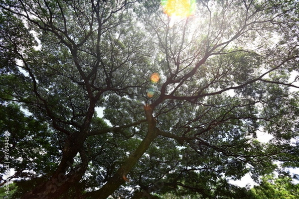 Fototapeta Sunlight shone through the sprawling branches of the big tree.