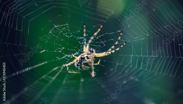 Obraz Araña Argiope bruennichi (Araña tigre), vista abdominal