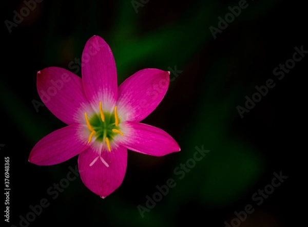 Obraz pink and white flower on black background