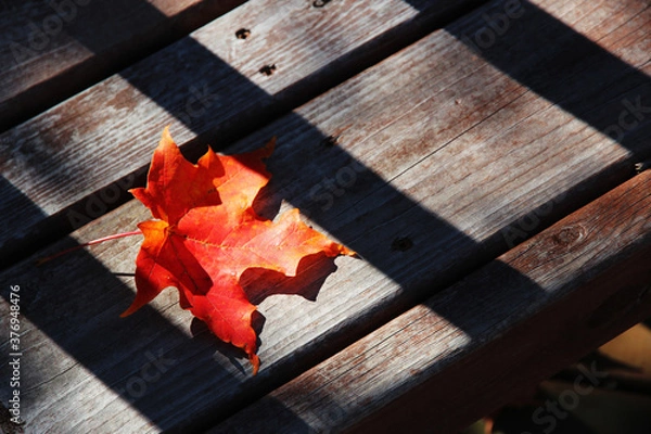 Obraz maple leaf on wooden background