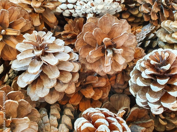 Fototapeta pine cones