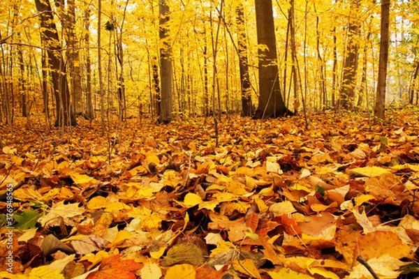 Obraz autumn in the park