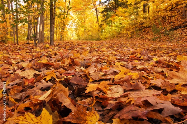 Obraz autumn in the park