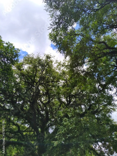 Obraz trees and a sky with clouds