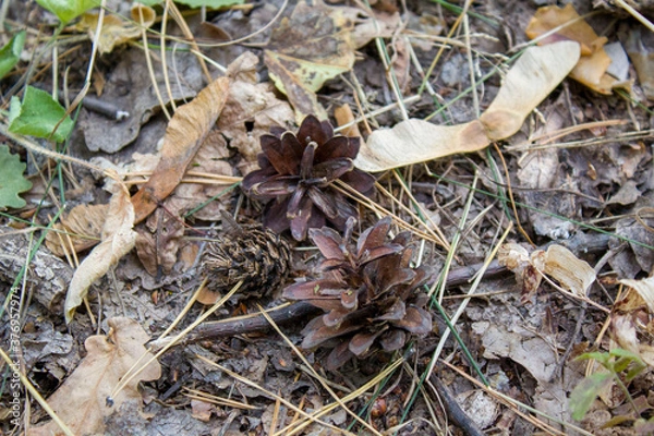 Obraz Cones on a forest path