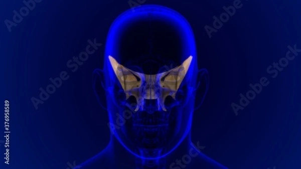 Fototapeta Human Skeleton Skull Sphenoid Bone Anatomy For Medical Concept