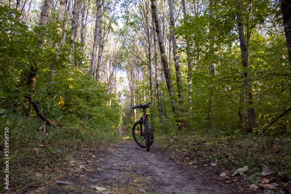 Obraz bicycle in the forest
