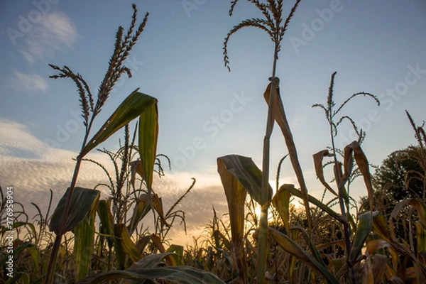 Fototapeta corn at sunset