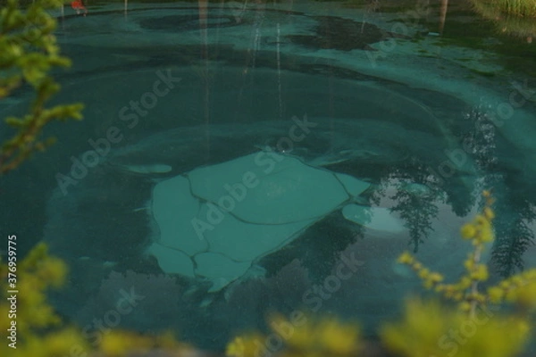 Fototapeta green forest in the morning