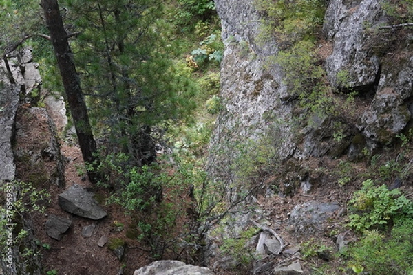 Fototapeta moss on stone