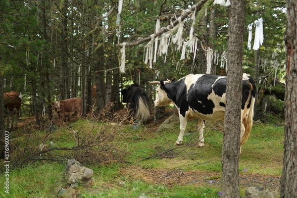 Obraz cow in the field