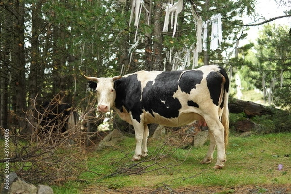 Obraz cow in a field