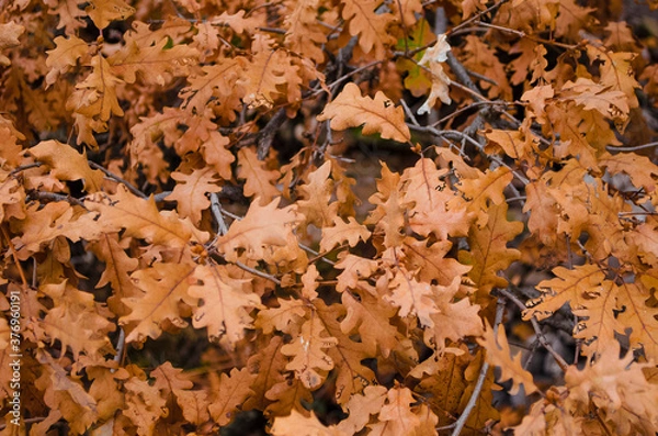 Fototapeta Dry autumn leaves on tree branches. Close-up. Selective focus, copy space. Assenny botanical background. Fall backdrop.

