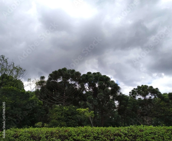 Obraz clouds over the forest