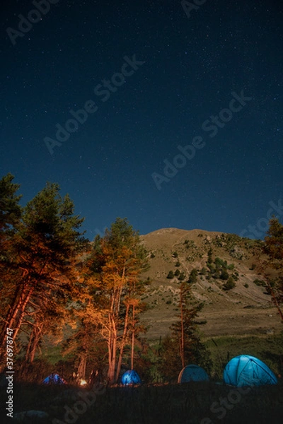Fototapeta aurora borealis in the forest