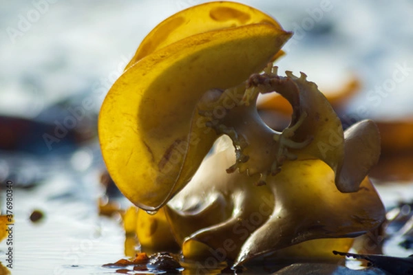 Obraz Seaweed Octopus 