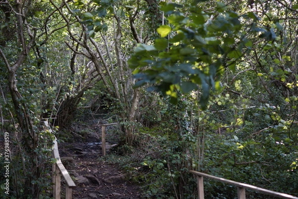 Obraz Killynether Forest Walk & Views - Northern Ireland